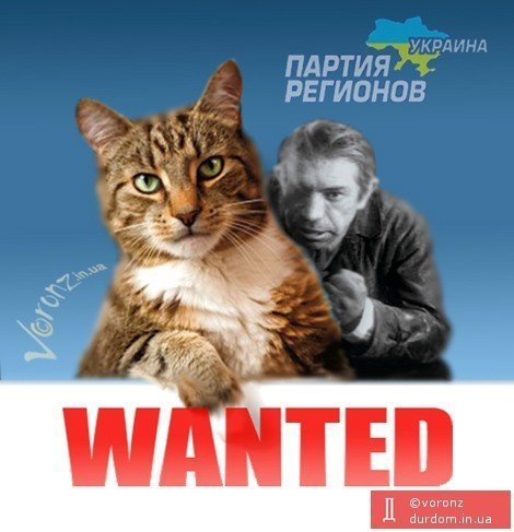 Бабуся, яка переписала хату на кота: інтернет жартує. ФОТО